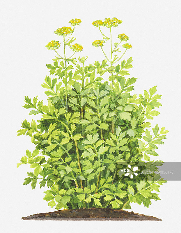 Levisticum officinale，叶子和黄花插图图片素材