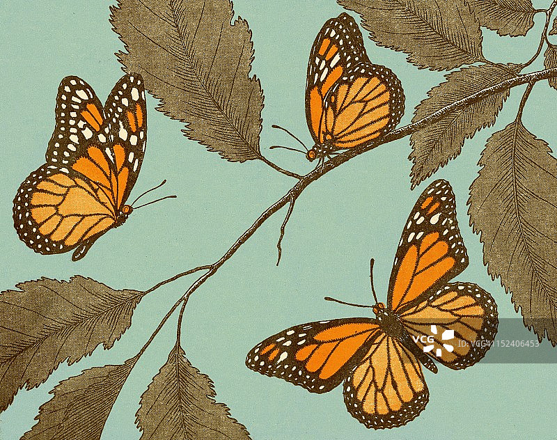 蝴蝶和叶子图片素材