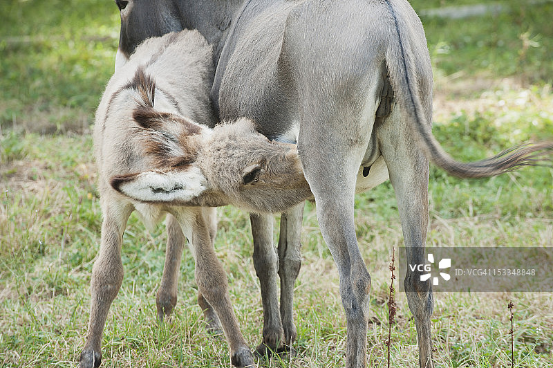 驴驹吮吸图片素材
