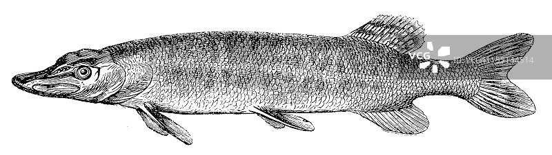 北梭鱼(埃索克斯·卢修斯)图片素材
