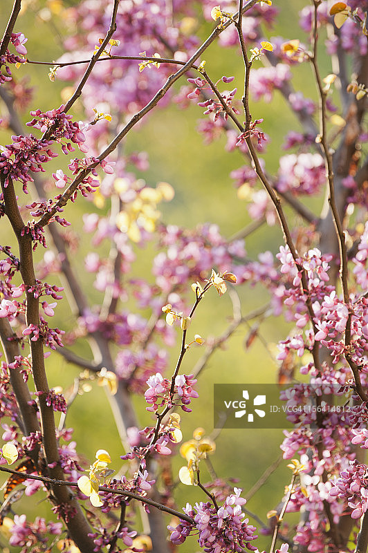 紫荆树的枝条盛开图片素材