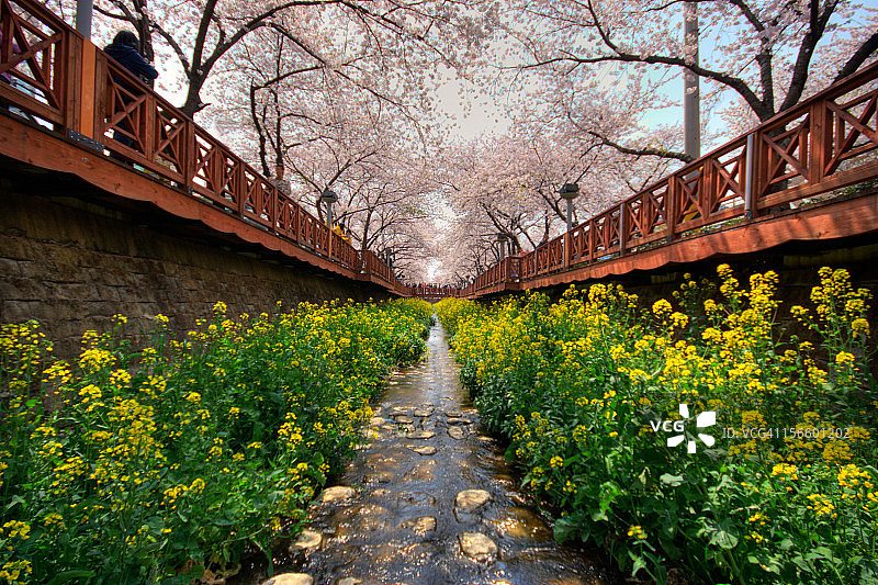 樱花节上的小溪图片素材