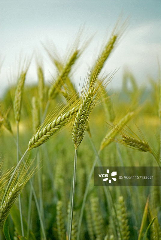 夏季小麦作物田图片素材