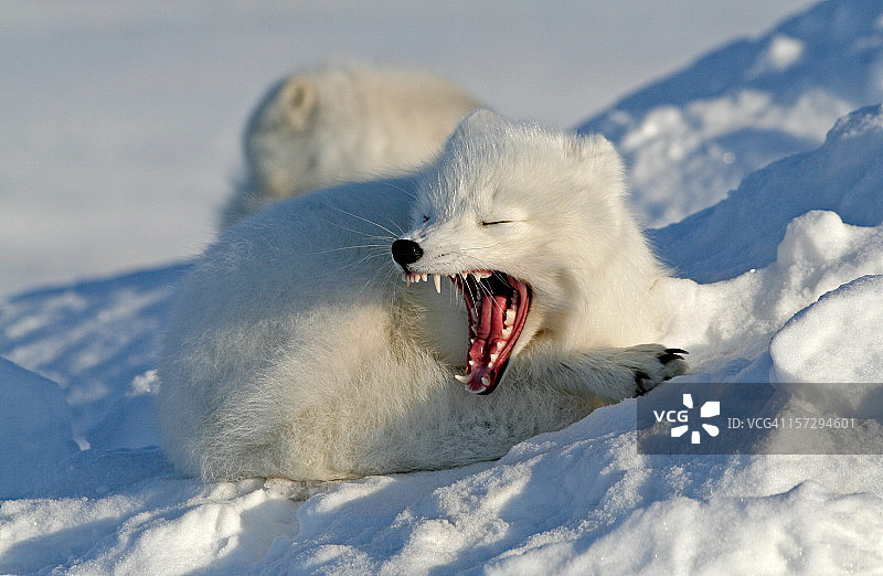 北极狐张开大嘴。打呵欠。图片素材