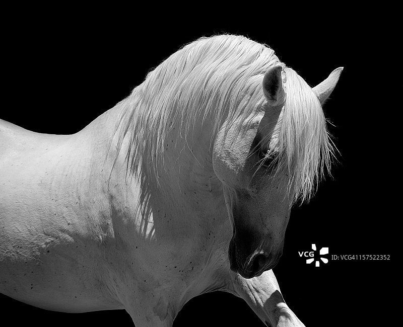 白种马，马，安达卢西亚图片素材