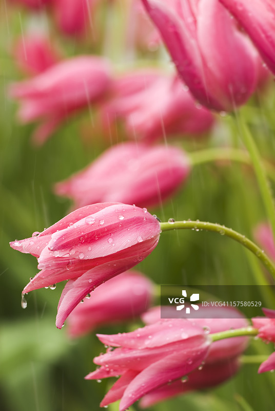 郁金香抽象，“爵士”品种在雨中- II图片素材