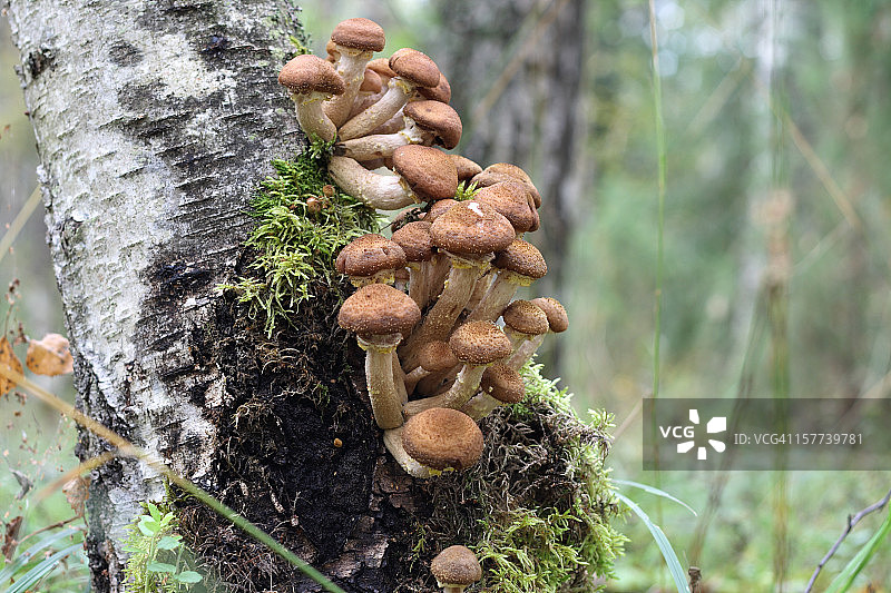 桦树上的秋蘑菇图片素材