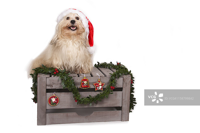 哈瓦那的狗准备过圣诞节了!图片素材
