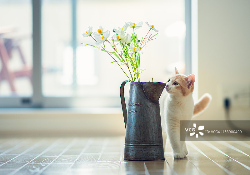 白色和米色猫调查花盆图片素材