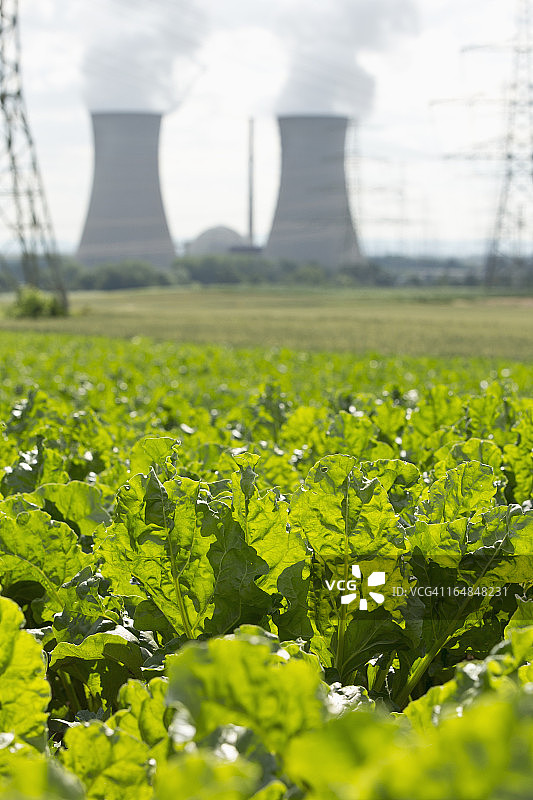 德国格拉芬莱茵菲尔德核电站前的田地里生长着绿叶作物图片素材