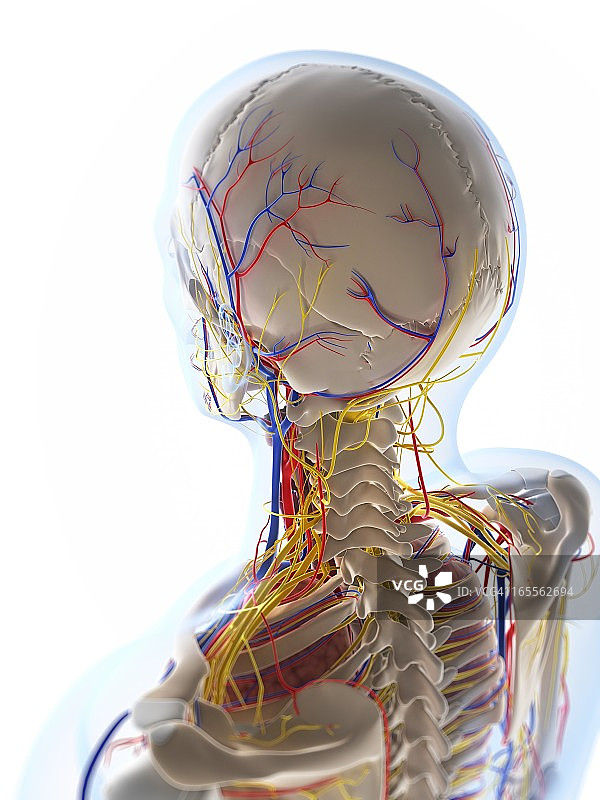 人体解剖学、艺术品图片素材