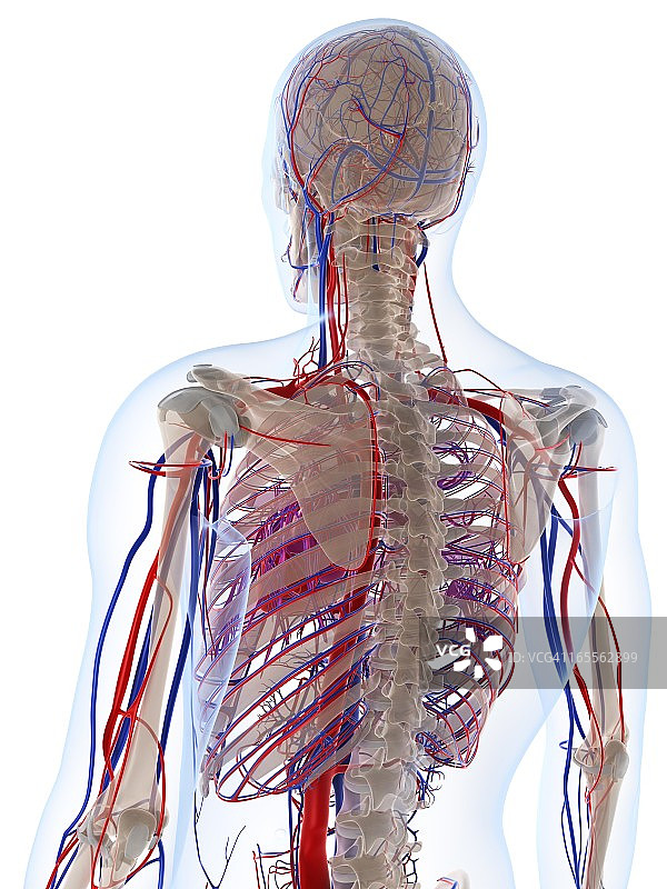 男性血管系统，插图图片素材