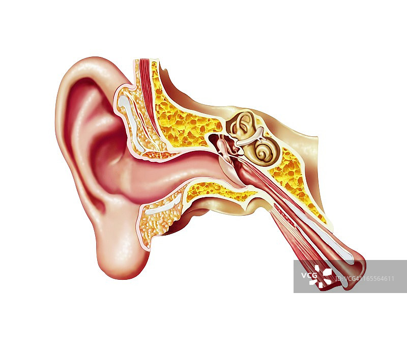 人类耳朵解剖，艺术品图片素材