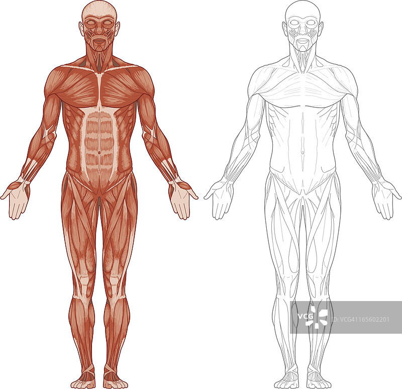 “人体肌肉”图片素材