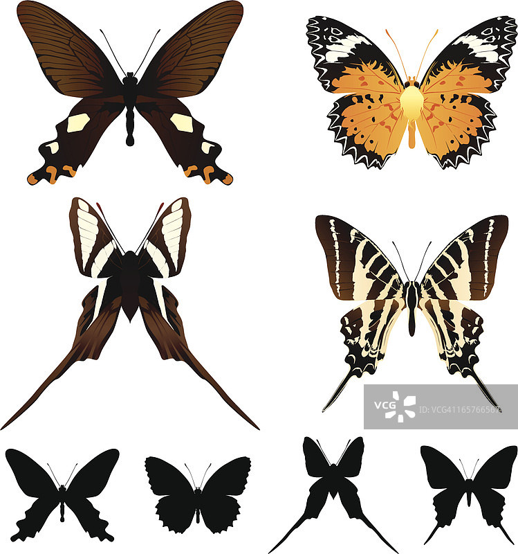 蝴蝶组图片素材