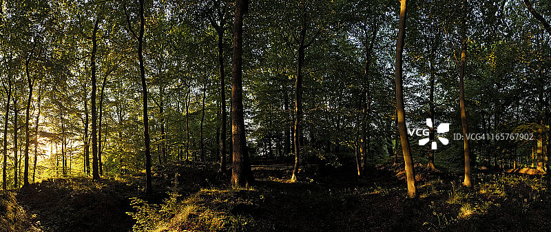 夏天的日出在田园诗般的林地荒野图片素材