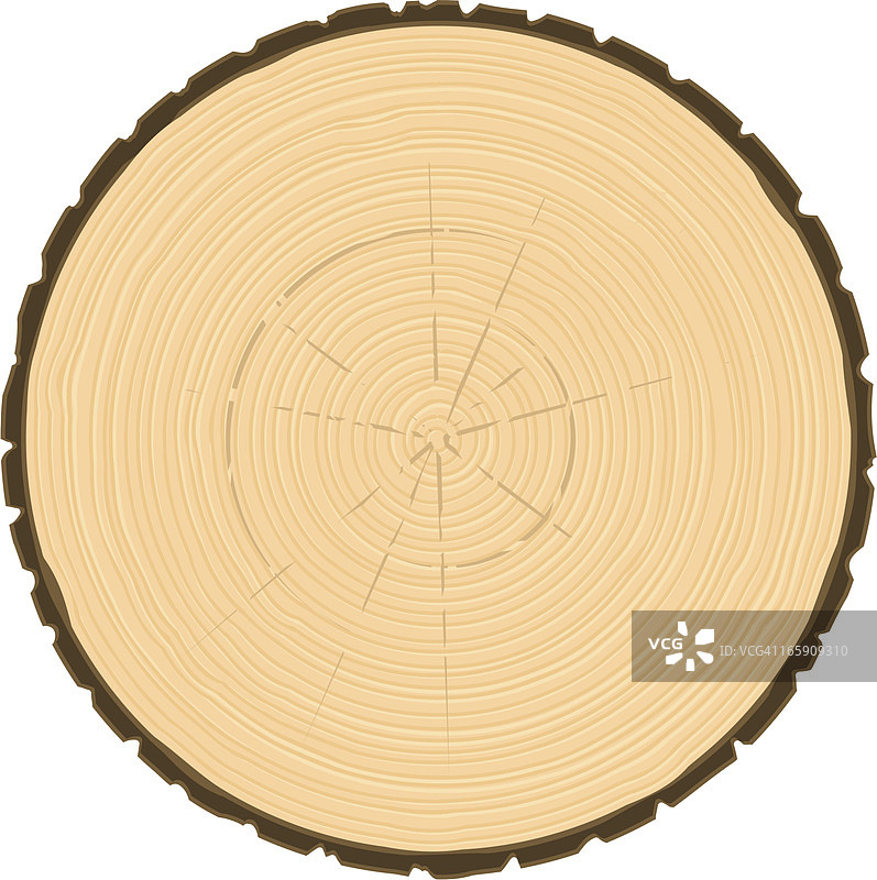 树木的年轮圈图片素材
