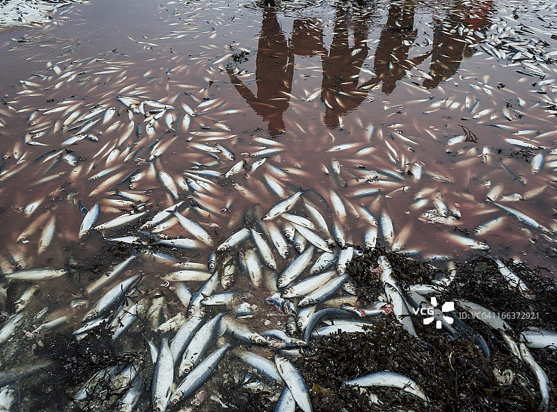 峡湾的死鲱鱼图片素材