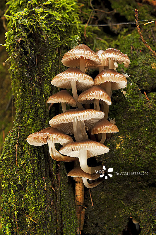 蘑菇塔图片素材