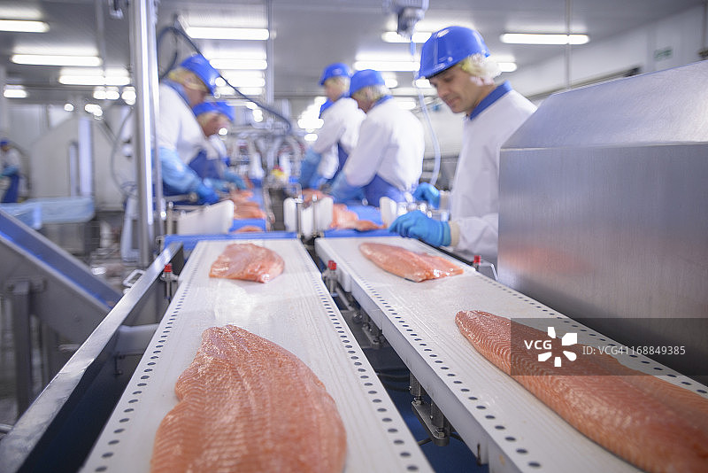 食品厂的工人正在准备鲑鱼片图片素材