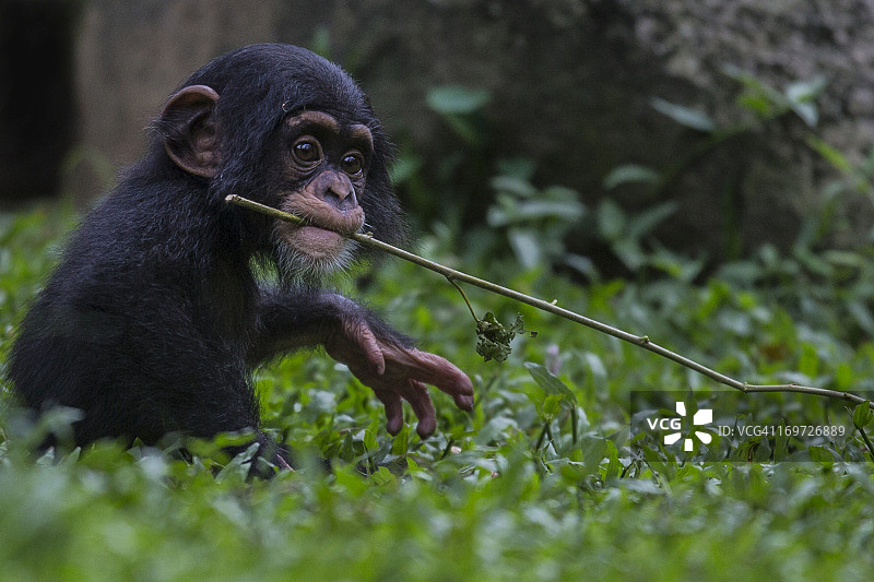 雄性黑猩猩宝宝在玩耍图片素材