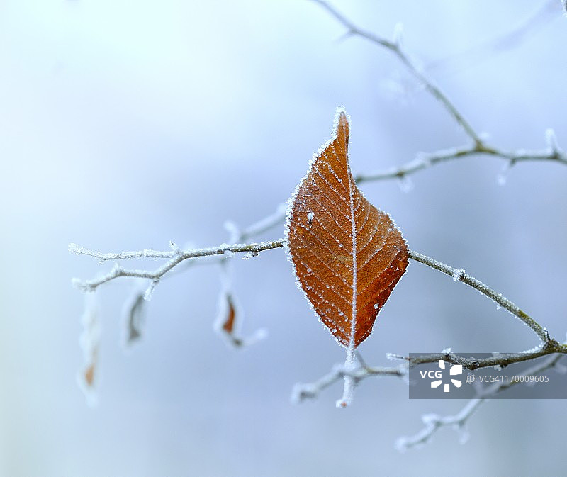 冰冻的叶子图片素材