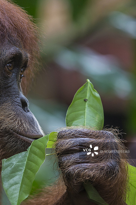 婆罗洲猩猩雌性闻树叶图片素材