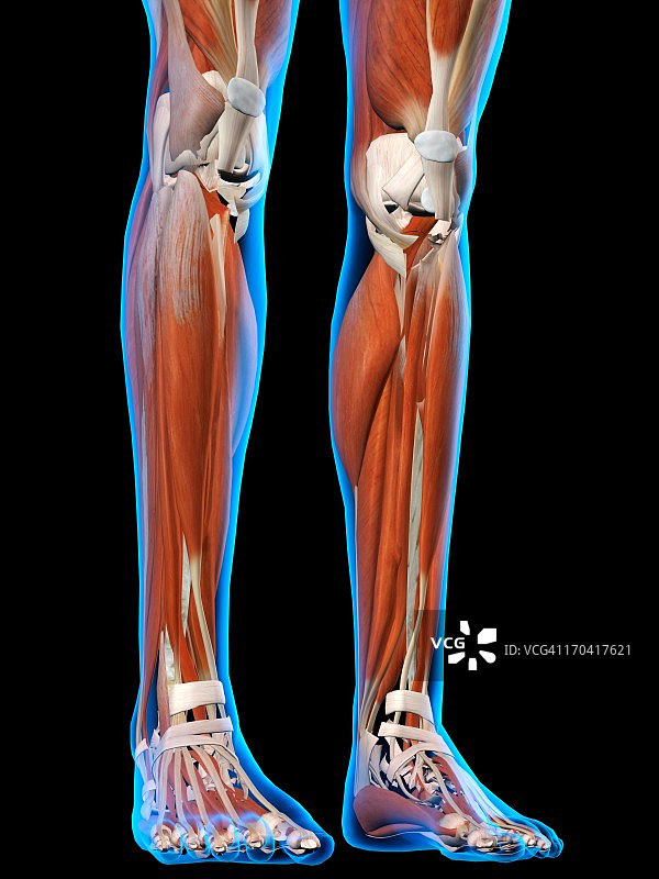 女性腿部和足部肌肉解剖前视图，在蓝色x线轮廓。全彩色3D电脑生成的插图在黑色的背景图片素材
