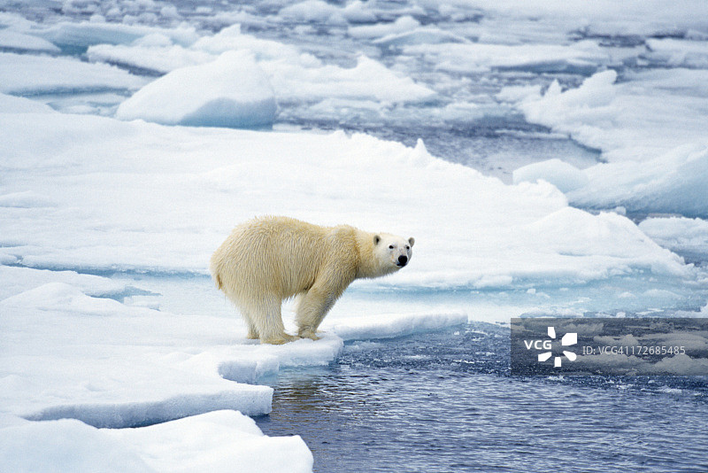 北极熊准备游泳图片素材