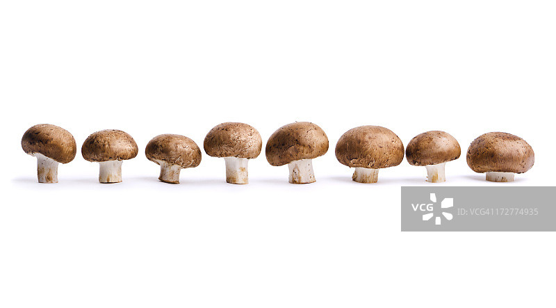 食用蘑菇，蔬菜排成一行，孤立在白色图片素材