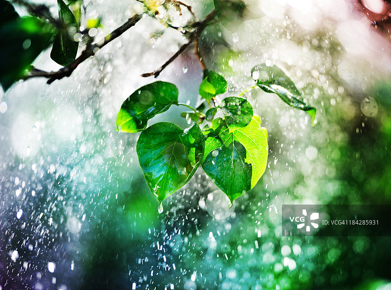 树，树叶和瓢泼大雨在日落图片素材