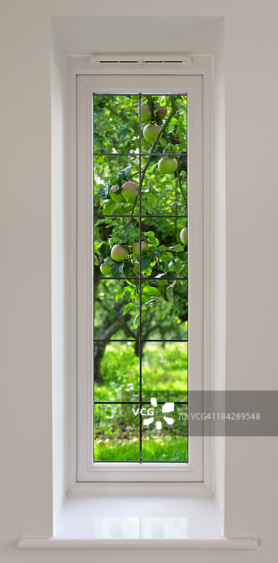 长窗和苹果树图片素材