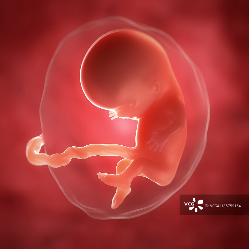 10周胎儿，图片图片素材