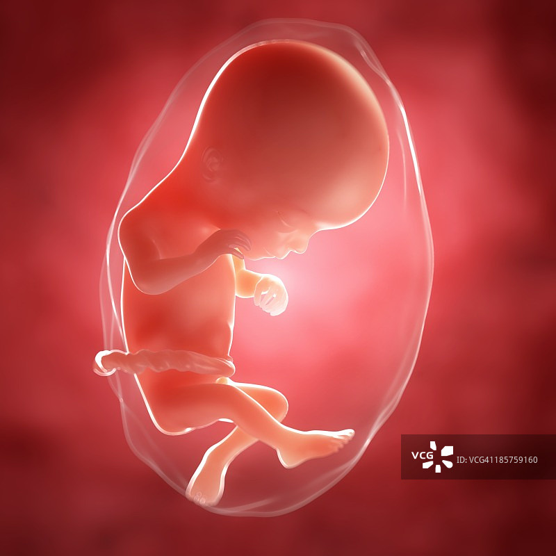16周胎儿，图片图片素材