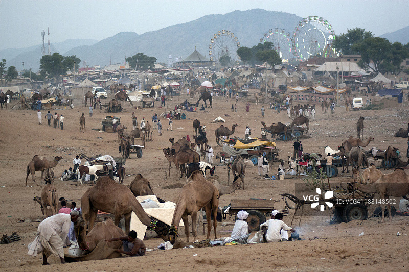 Pushkar骆驼博览会，印度最大的动物博览会图片素材