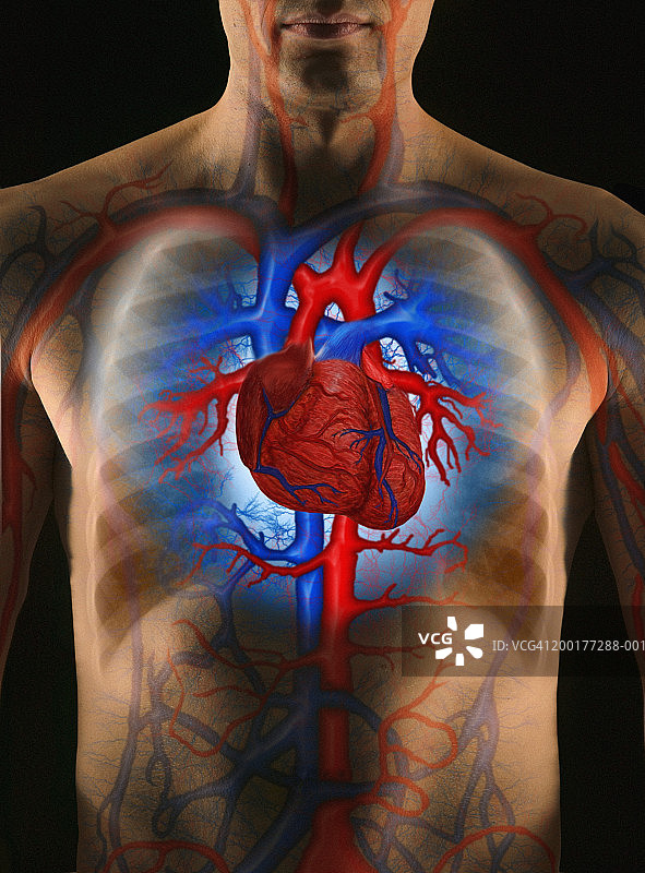 心血管系统增强的人(数字合成)图片素材