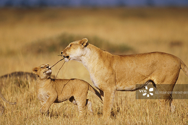 在大草原上，母狮和幼崽玩耍图片素材
