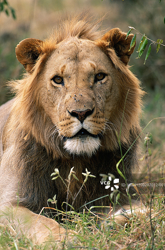 狮子(狮子)坐着，近，马赛马拉，N.R，肯尼亚图片素材