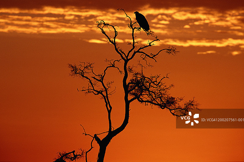 日出时，肯尼亚马赛马拉树上的白背秃鹰图片素材