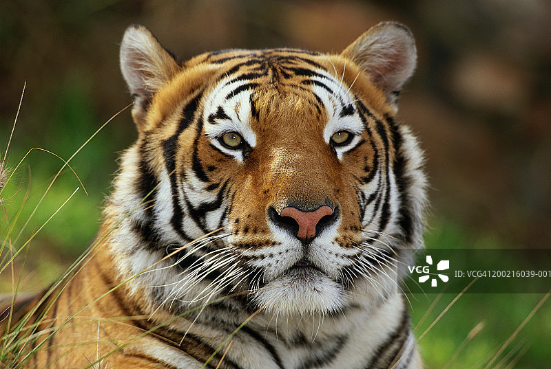 苏门答腊虎(Panthera tigris sumatrae)，特写图片素材