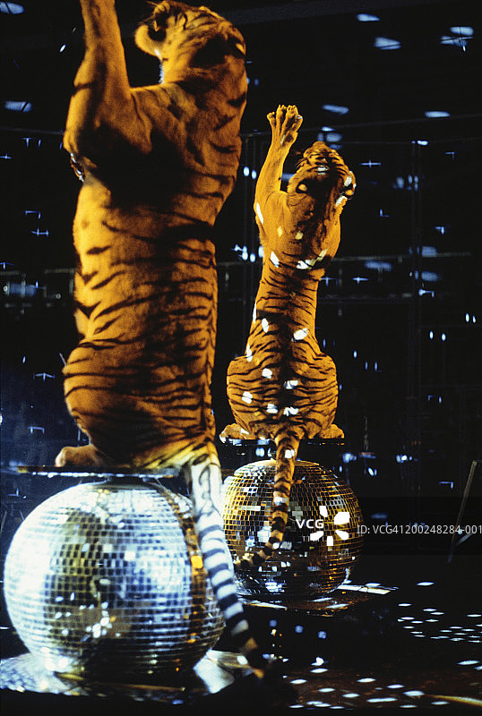 两只老虎用后腿站立在反射球上图片素材