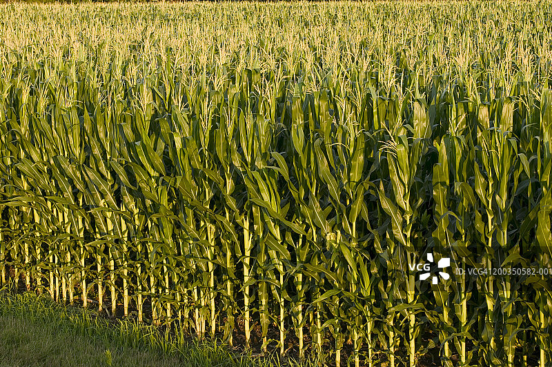 田野中密集成行的玉米图片素材