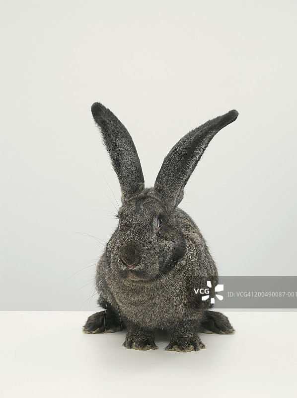 桌子上的大兔子，特写图片素材