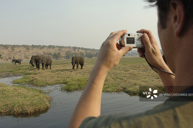 一名男子正在拍摄一群大象，特写，后视图图片素材