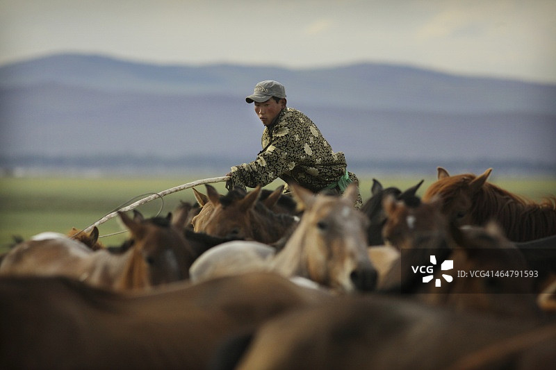 蒙古牧民伸手套住小马驹图片素材