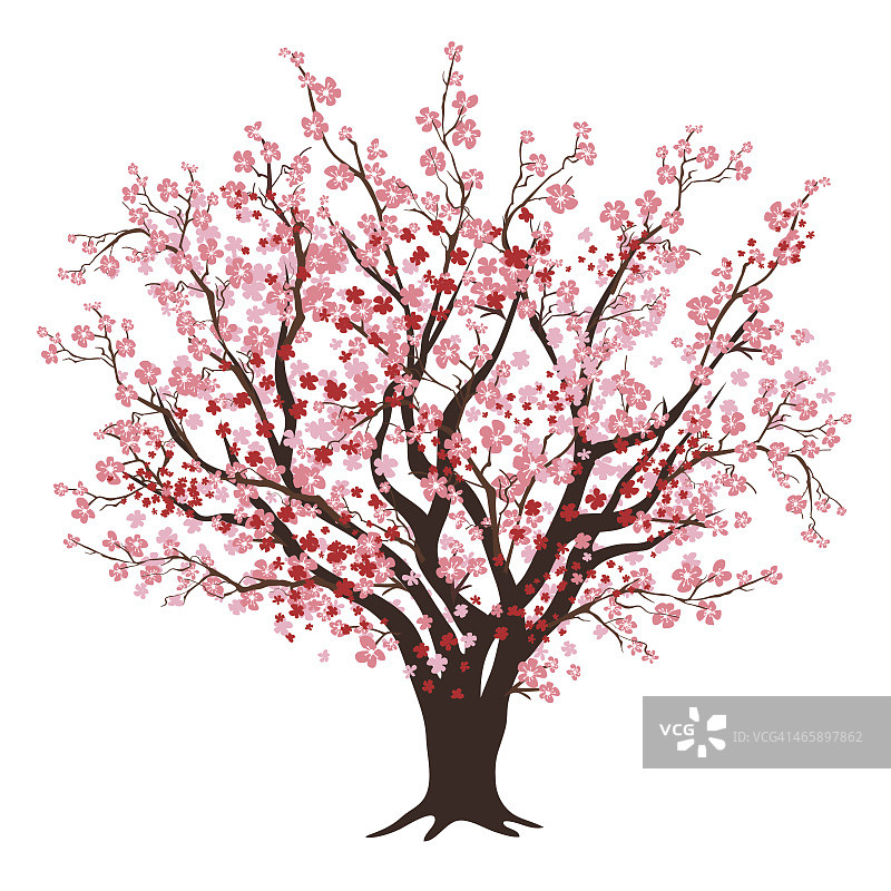 粉红色和红色的樱花树盛开图片素材