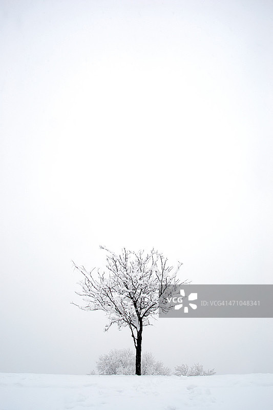 雪树冬季景观抽象图片素材