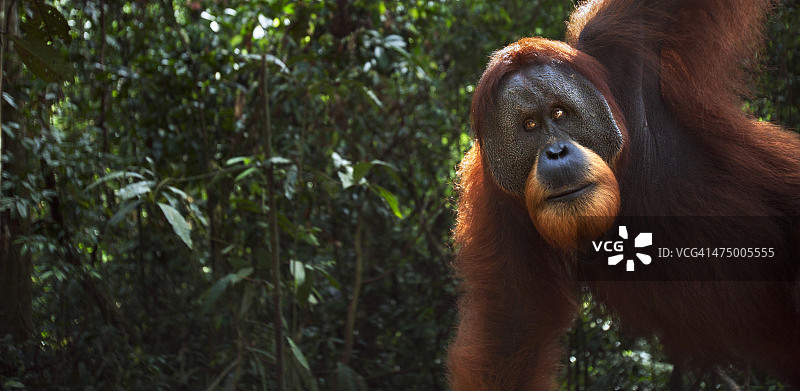 苏门答腊猩猩成年雄性“Halik”图片素材