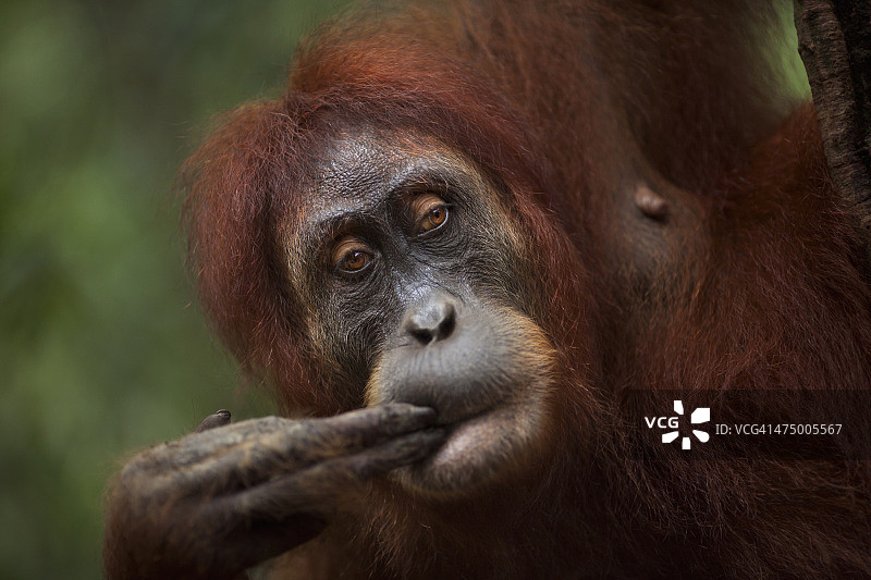 苏门答腊猩猩雌性“Jaki”图片素材
