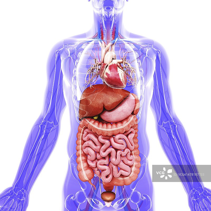 人体内部器官，艺术品图片素材